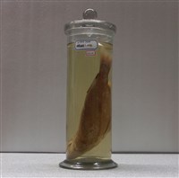 藏品(縱帶笛鯛)的圖片